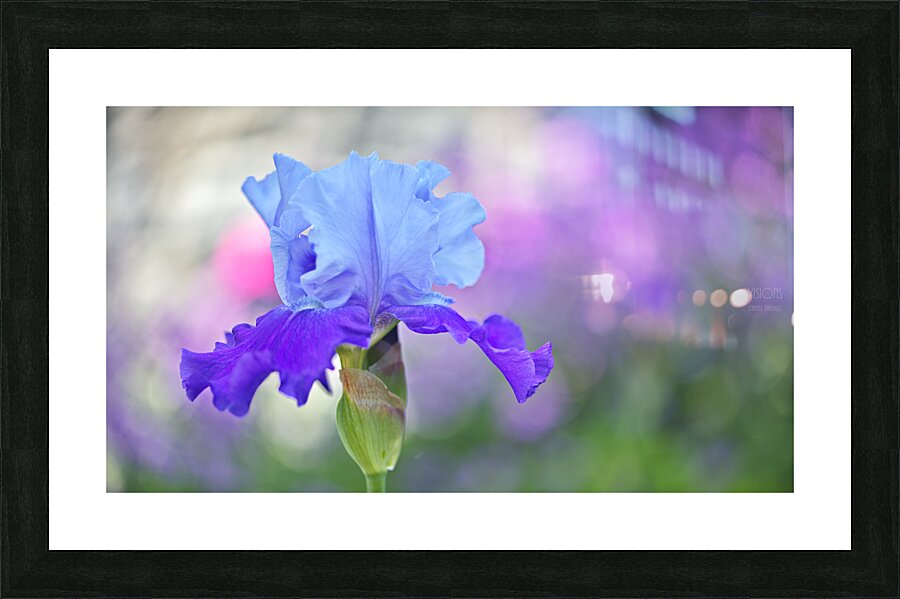 044A1860 Picture Frame print