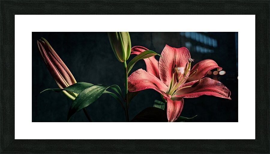 044A2921 Picture Frame print