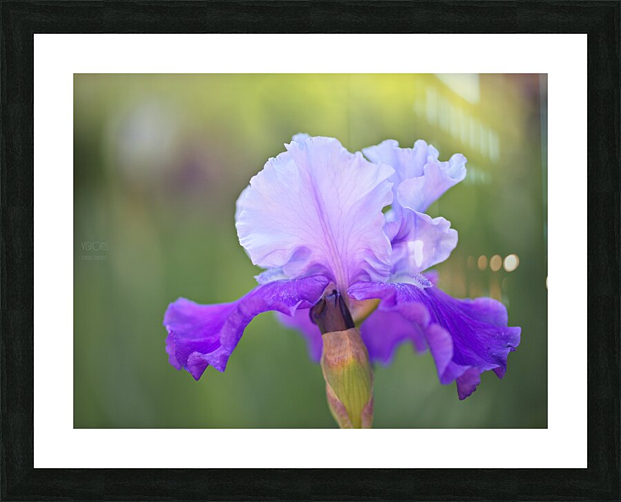 044A1868 Picture Frame print