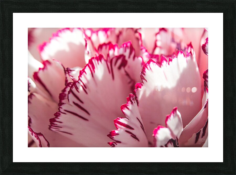 044A1630 Picture Frame print