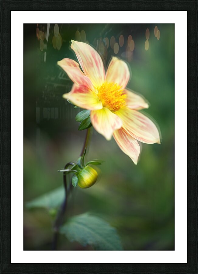 044A9549compo Picture Frame print