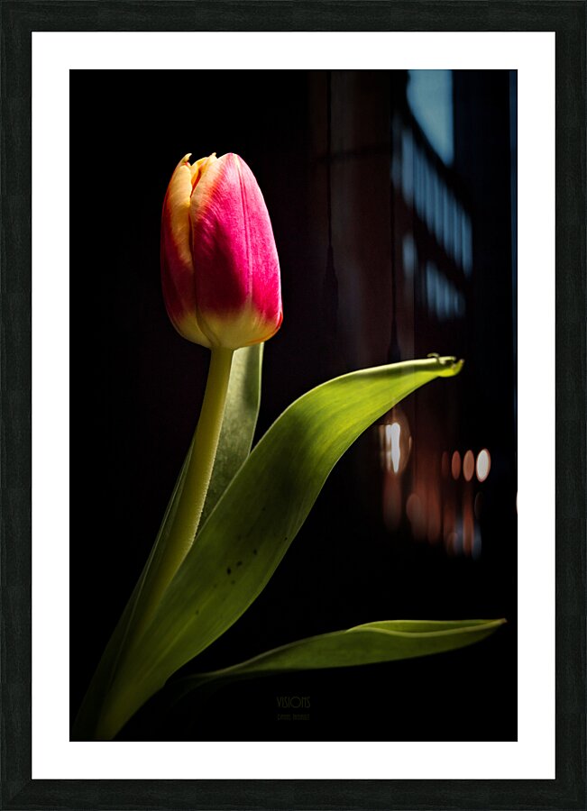 044A4773 Picture Frame print