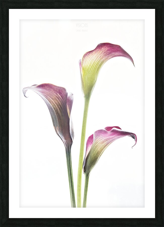 044A3539 Picture Frame print