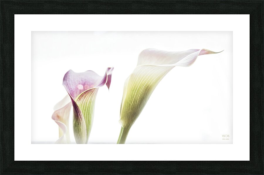 044A3469  Picture Frame print