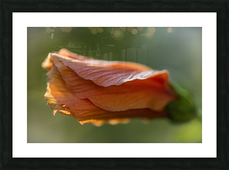 044A9537 Picture Frame print