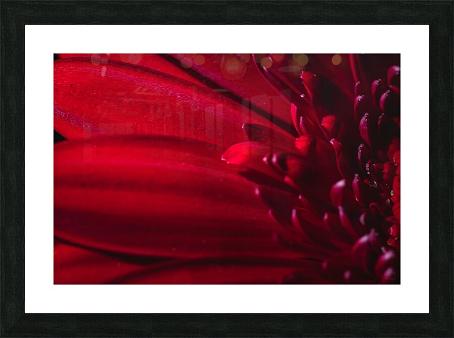 085A6370 Picture Frame print