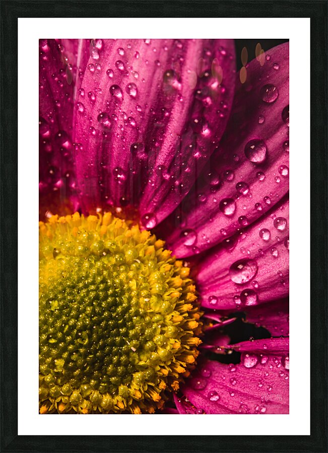 085A6793 Picture Frame print