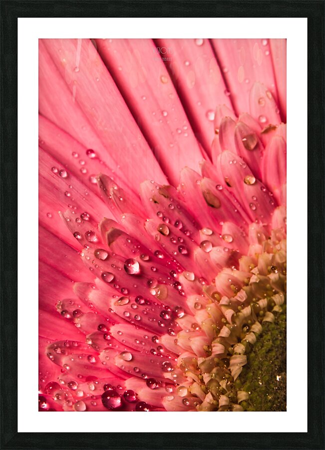 085A6792 Picture Frame print