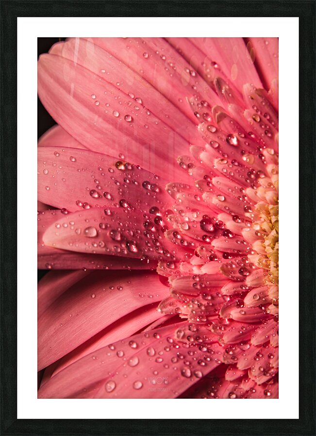 085A6788 Picture Frame print