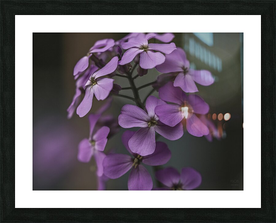 085A0658 Picture Frame print