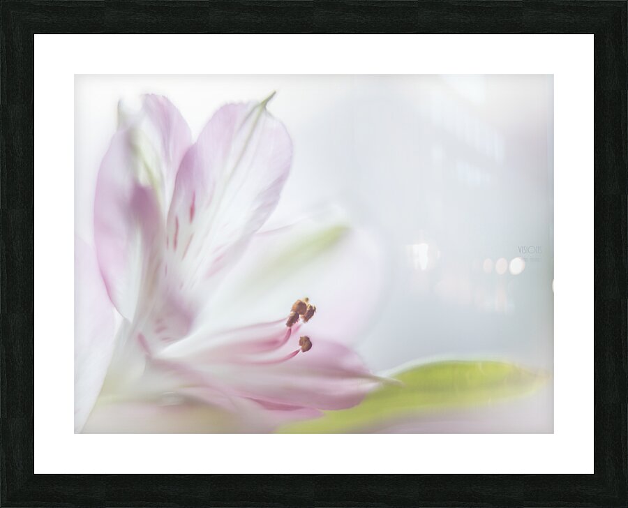 085A4754 Picture Frame print