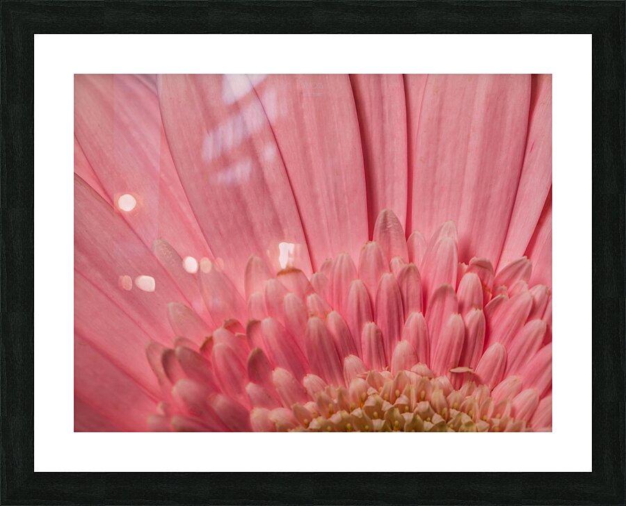 085A6746 Picture Frame print
