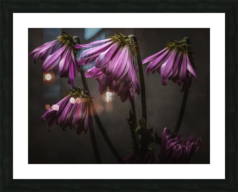 085A8444 Picture Frame print