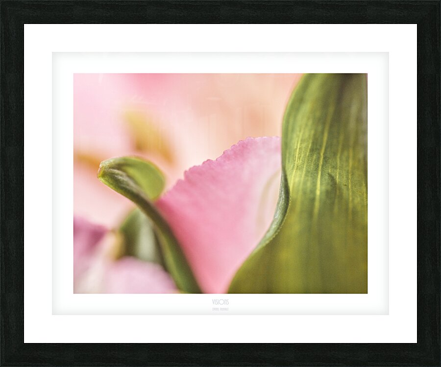 044A3885 Picture Frame print