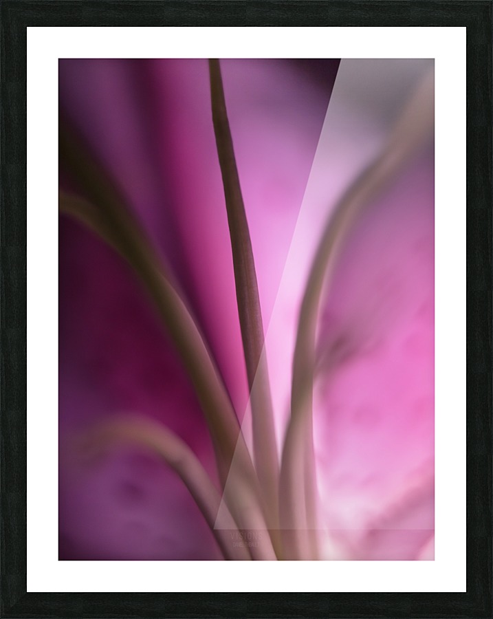 Pinky 4 Picture Frame print