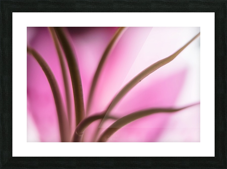 Pinky 3 Picture Frame print