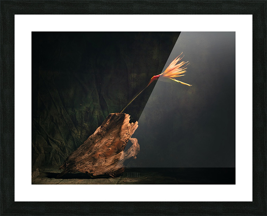 A vol doiseau Picture Frame print