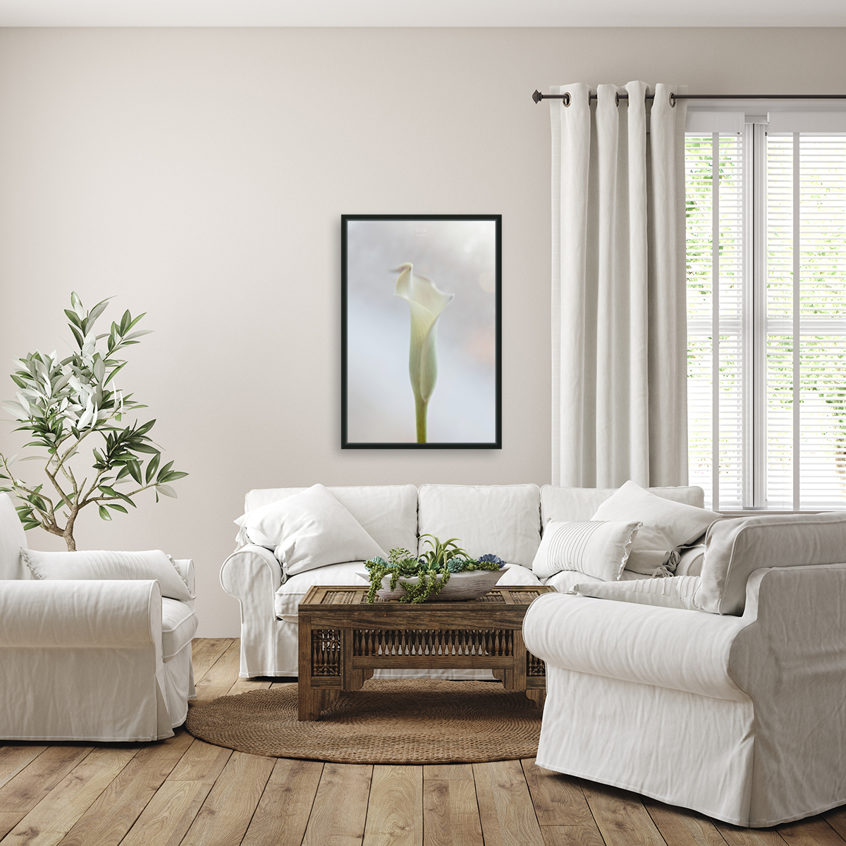Douce Celestine Reproduction