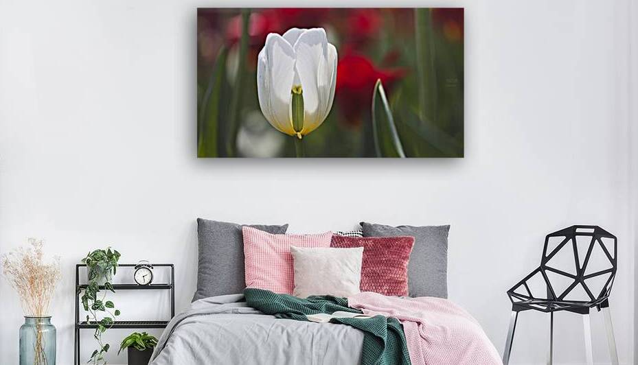 1Q8A7915 Reproduction