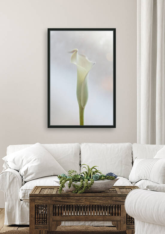 Douce Celestine Reproduction