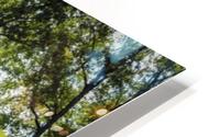 In the light HD Metal print