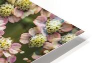  85A4646 HD Metal print