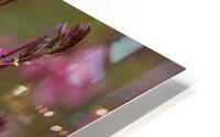  Q8A0465 HD Metal print