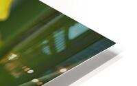 1Q8A8255 HD Metal print