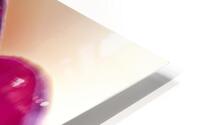 1Q8A7913 HD Metal print
