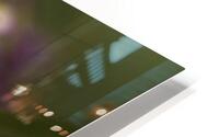 1Q8A8206 HD Metal print
