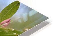 1Q8A7804 HD Metal print