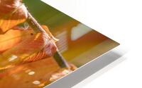 044A9392 HD Metal print