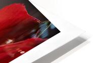  Q8A0306 HD Metal print
