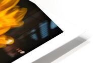1Q8A1143 HD Metal print