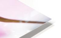 Pinky 3 HD Metal print
