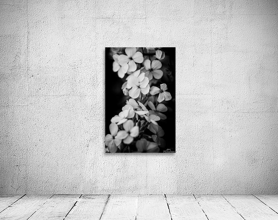  44A5504  Wall Preview