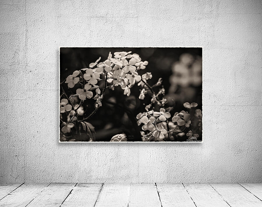  44A5492  Wall Preview