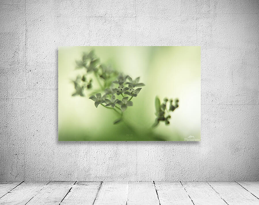  44A5461 Wall Preview
