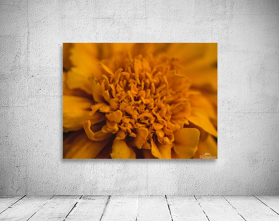 44A5656 Wall Preview