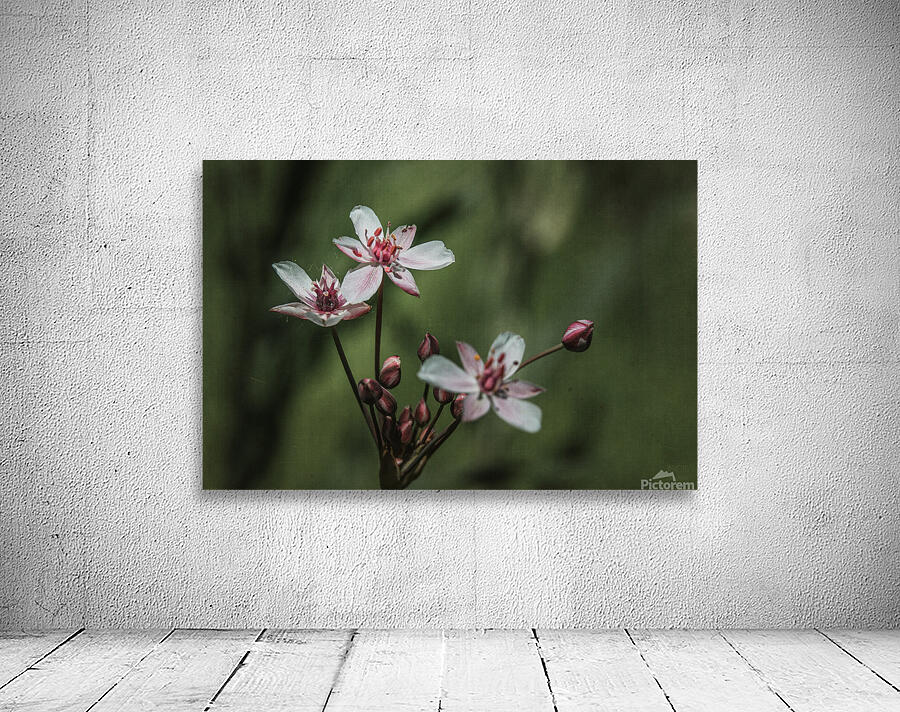  44A5447 Wall Preview