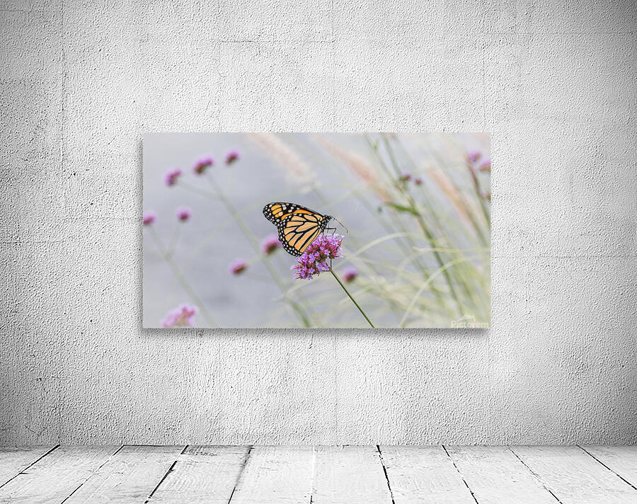 44A5707 Wall Preview