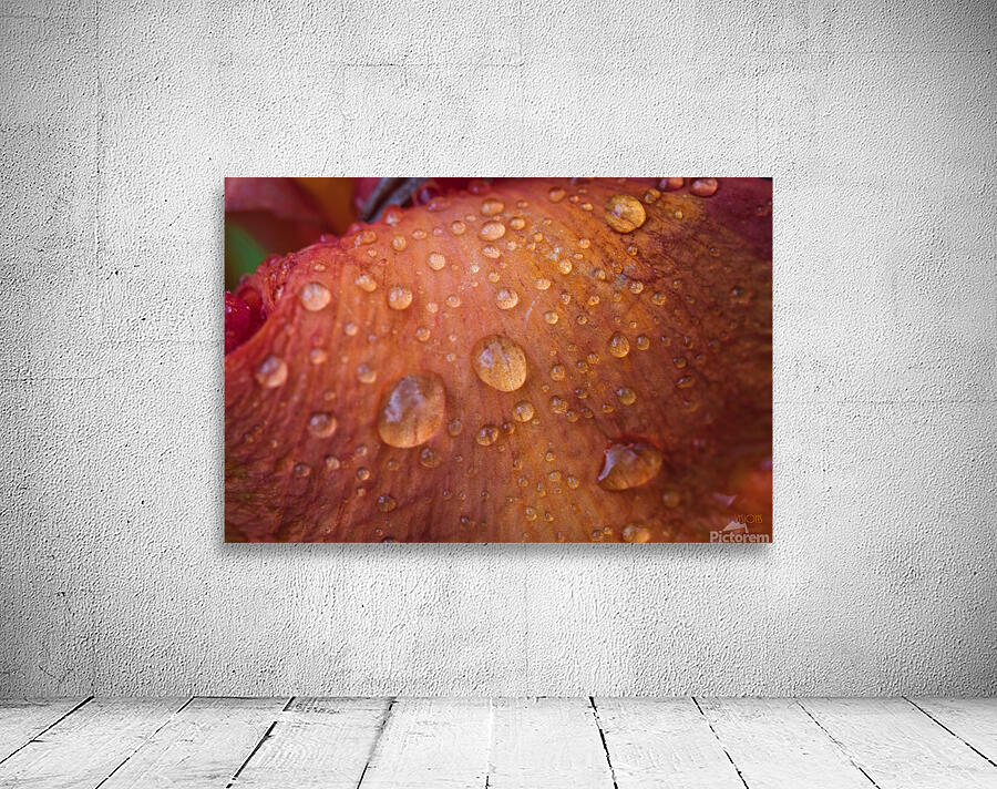  44A5950 Wall Preview