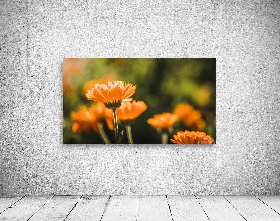  44A6567  Wall Preview
