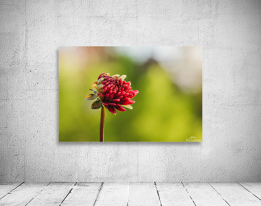  44A6558 Wall Preview