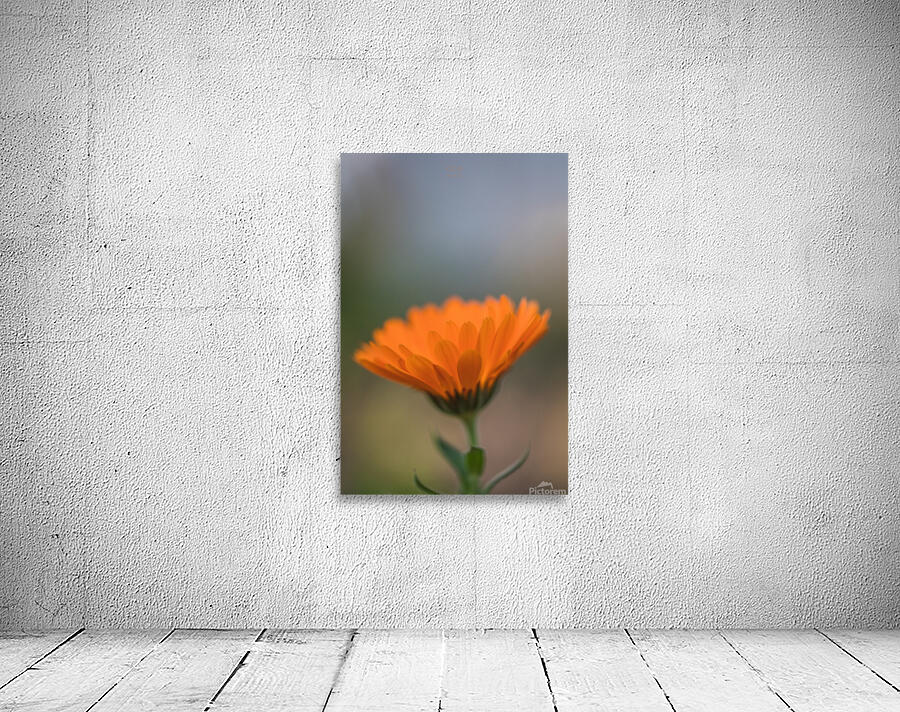  44A6530 Wall Preview