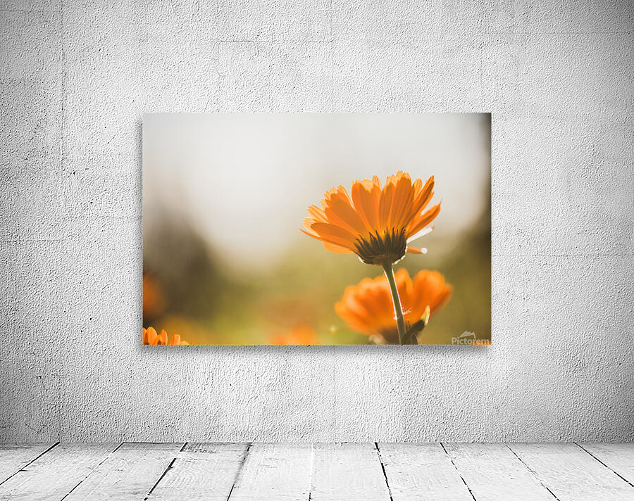  44A6574 Wall Preview