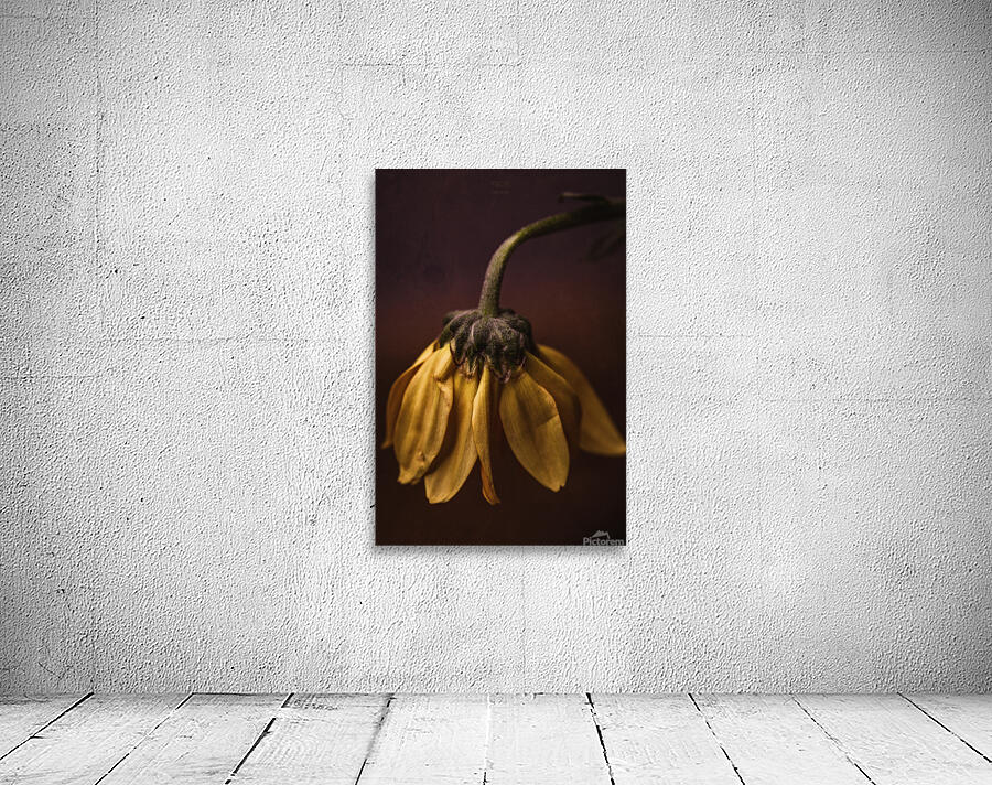  44A6398 Wall Preview