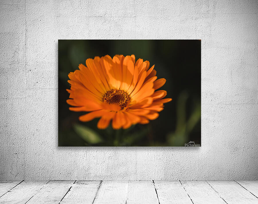  44A6512 Wall Preview
