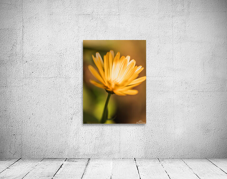  44A6498 Wall Preview