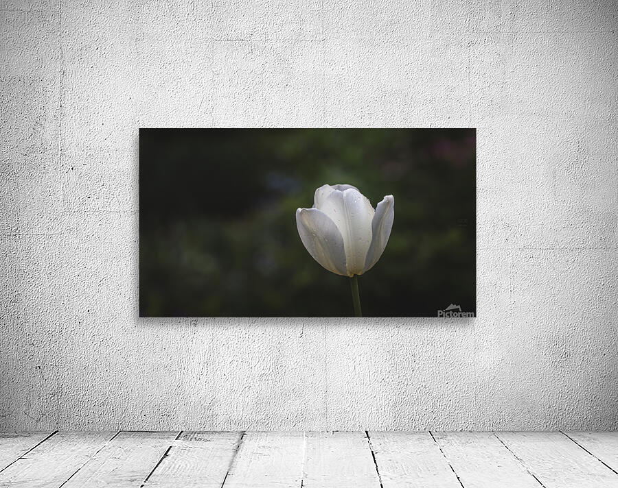  44A7189 Wall Preview